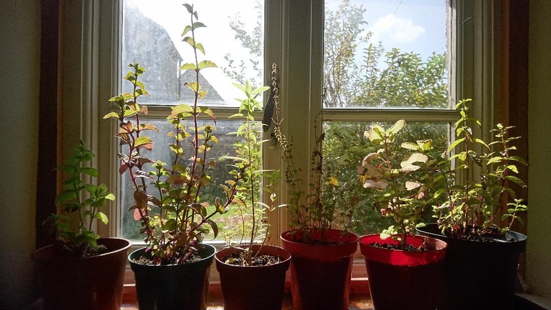 Plants in window